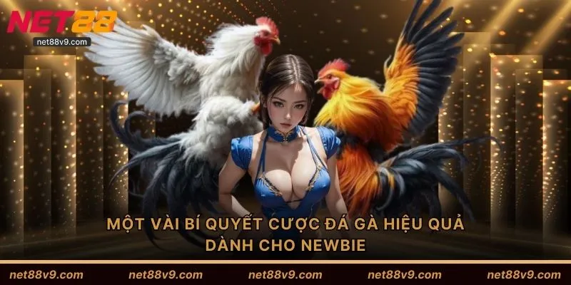 Một vài bí quyết cược đá gà hiệu quả dành cho newbie